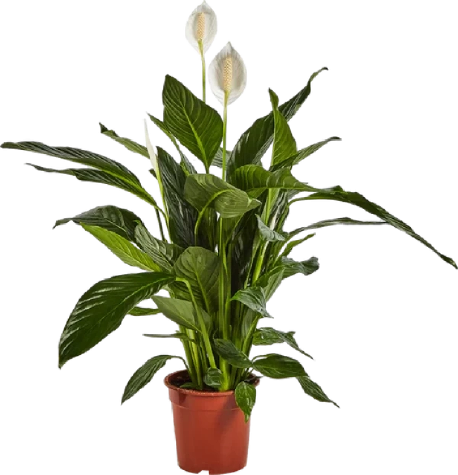 وفرنا لكم لعشاق النباتات عرض حصري ثلاث نباتات داخليه بسعر خاص :  دراكاينا ديرمينسيس ليمون - هيديرا هيليكس  - سباثيفيلوم سويت شيكو